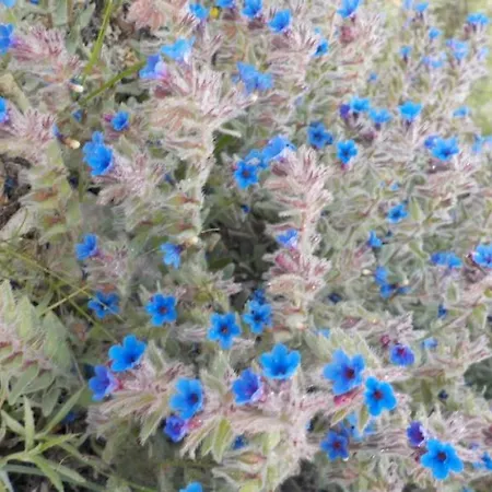 Emarmene Agrotouristic In Rhodes Nature * Afantou