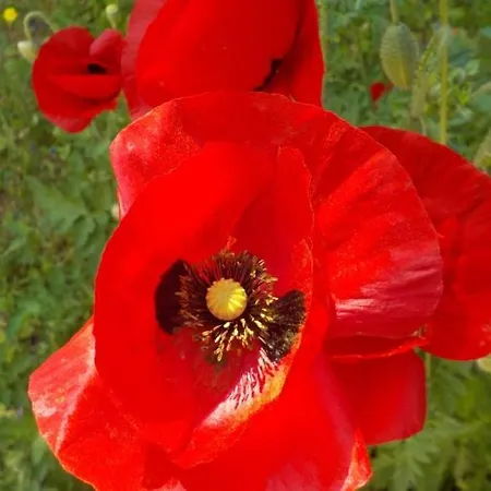 Emarmene Agrotouristic In Rhodes Nature Villa