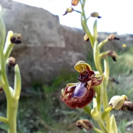 Emarmene Agrotouristic In Rhodes Nature Afantou